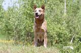 BOUVIER AUSTRALIEN 162